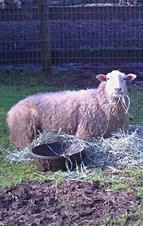 dirty sheep shearing