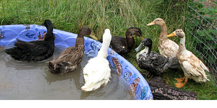 The I-90 Ducks