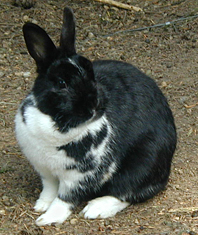 Bramble